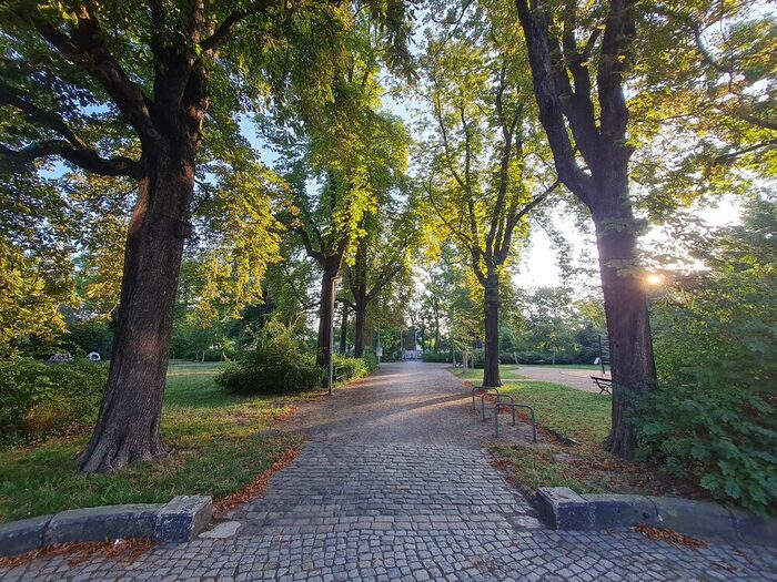 Blick in den Volkspark Briesnitz mit einer Baumallee, die entlang der alten Meißner Landstraße steht (Sommer 2024)