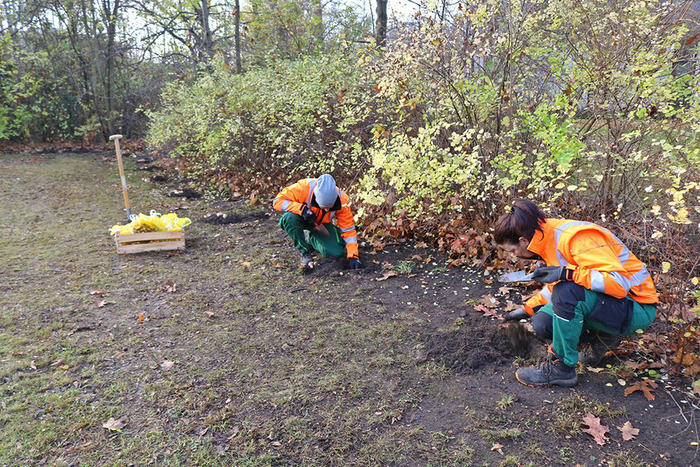 Foto von zwei Gärterinnen in Arbeitskleidung, die in einer Parkanlage Blumenzwiebeln in die Erde bringen