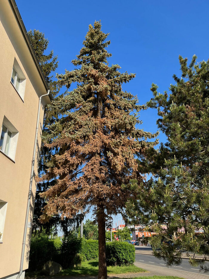 Befallene Blaue Stech-Fichte in Seidnitz neben einem Haus