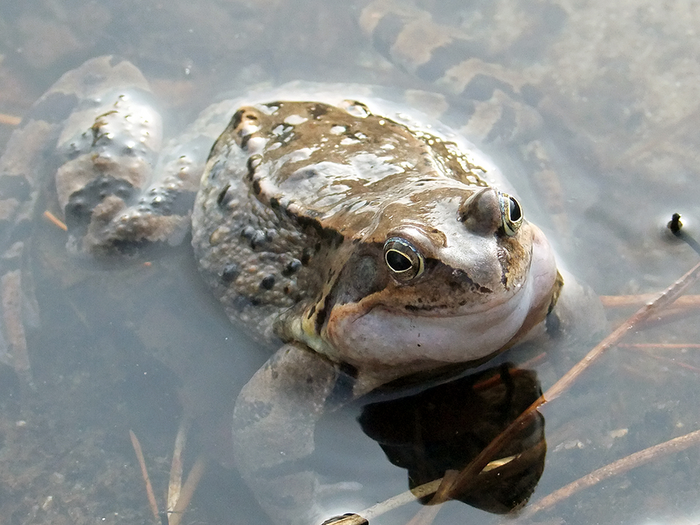 Foto von einem Grasfrosch im Wasser