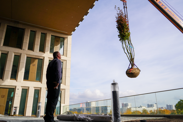 Ein Mann steht auf der Terrasse des Stadtforums. Vor ihm wird ein Baum von einem Kran heruntergelassen.