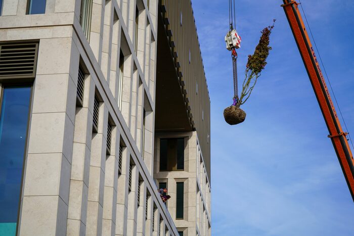 Ein Kran hebt einen Baum vor einen modernen Gebäudes hoch. Ein Mann und eine Frau schauen vom Balkon des Gebäudes zu.