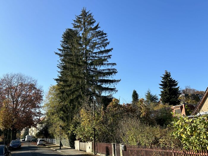 ein Nadelbaum auf einem Grundstück, im Hintergrund ein Haus