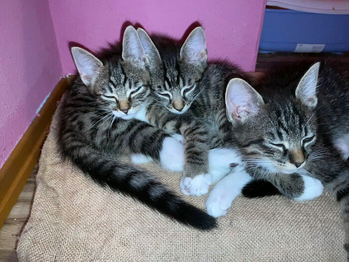 Drei Katzenbabys auf einer Decke