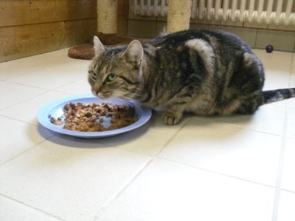 Katzen Im Tierheim Landeshauptstadt Dresden