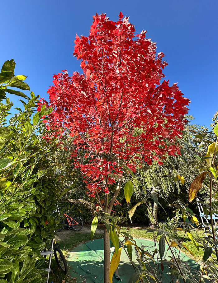 Ein junger Baum mit leuchtend roten Blättern steht zwischen grünen Hecken.