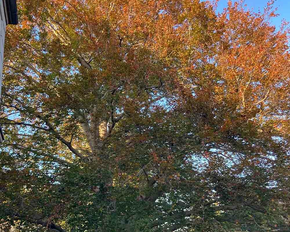 Prächtiger Baum mit einer großen, orangefarbenen Baumkrone in einem Garten.