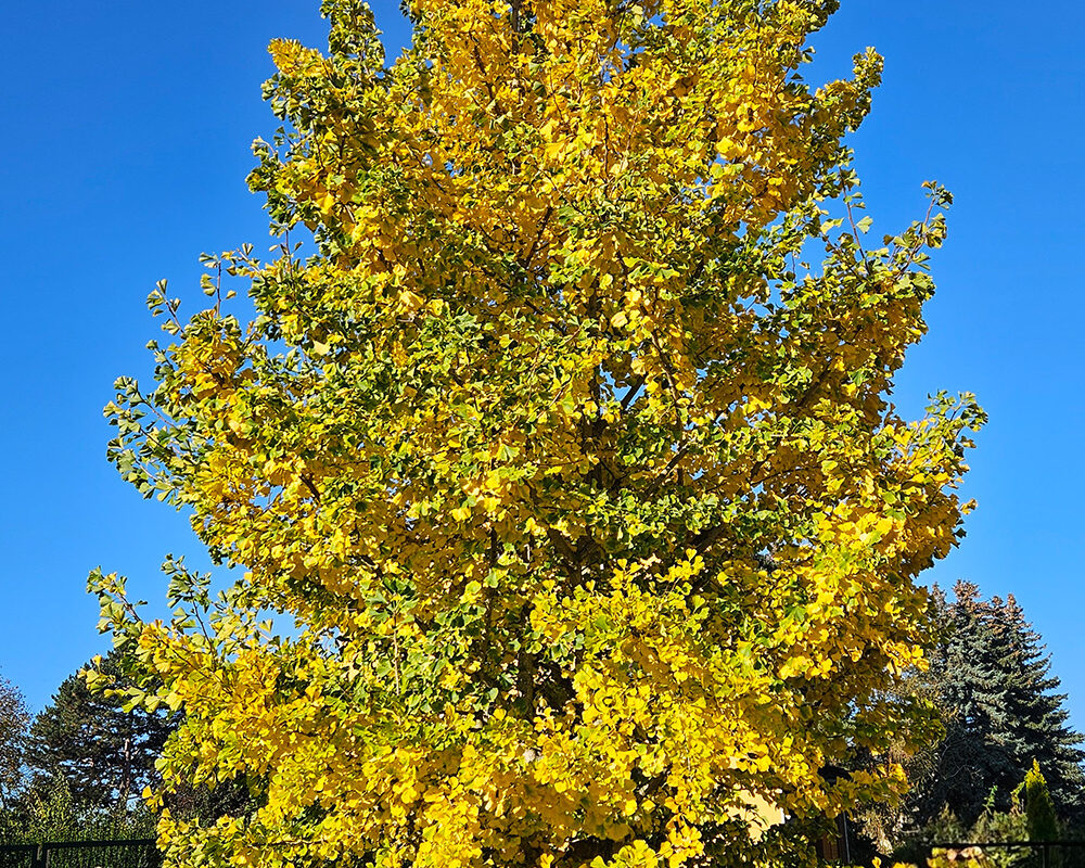 Wunderschöner hoher Baum mit gelben Blättern.