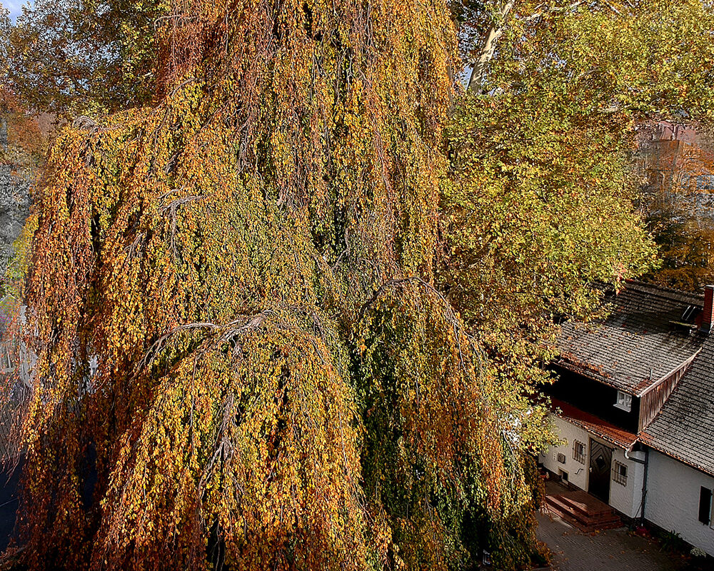 Sehr hoher, prächtiger Baum mit grünen, gelben und rötlichen Blättern.