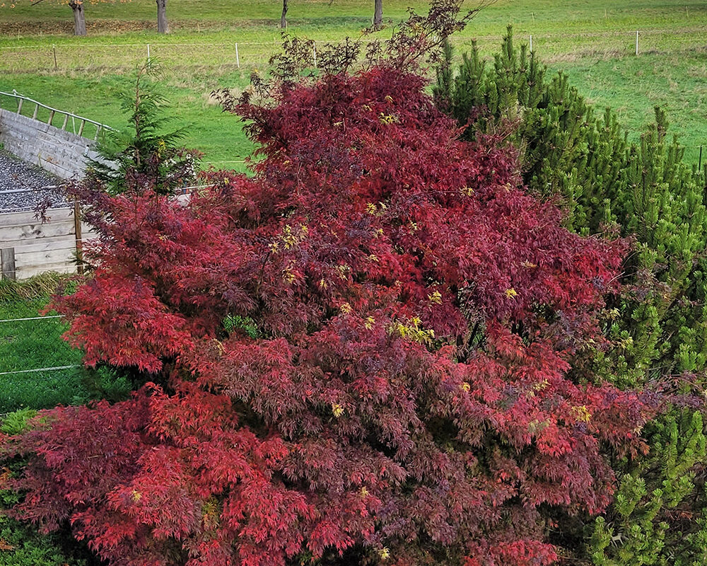 Beeindruckender großer Baum mit hell- und dunkelroten Blättern.