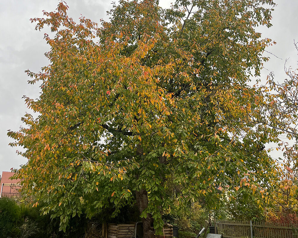 Hoher Baum in einem Garten mit einer großen Krone mit grünen und gelben Blättern. Auf der Wiese lieen viele gelb Blätter.