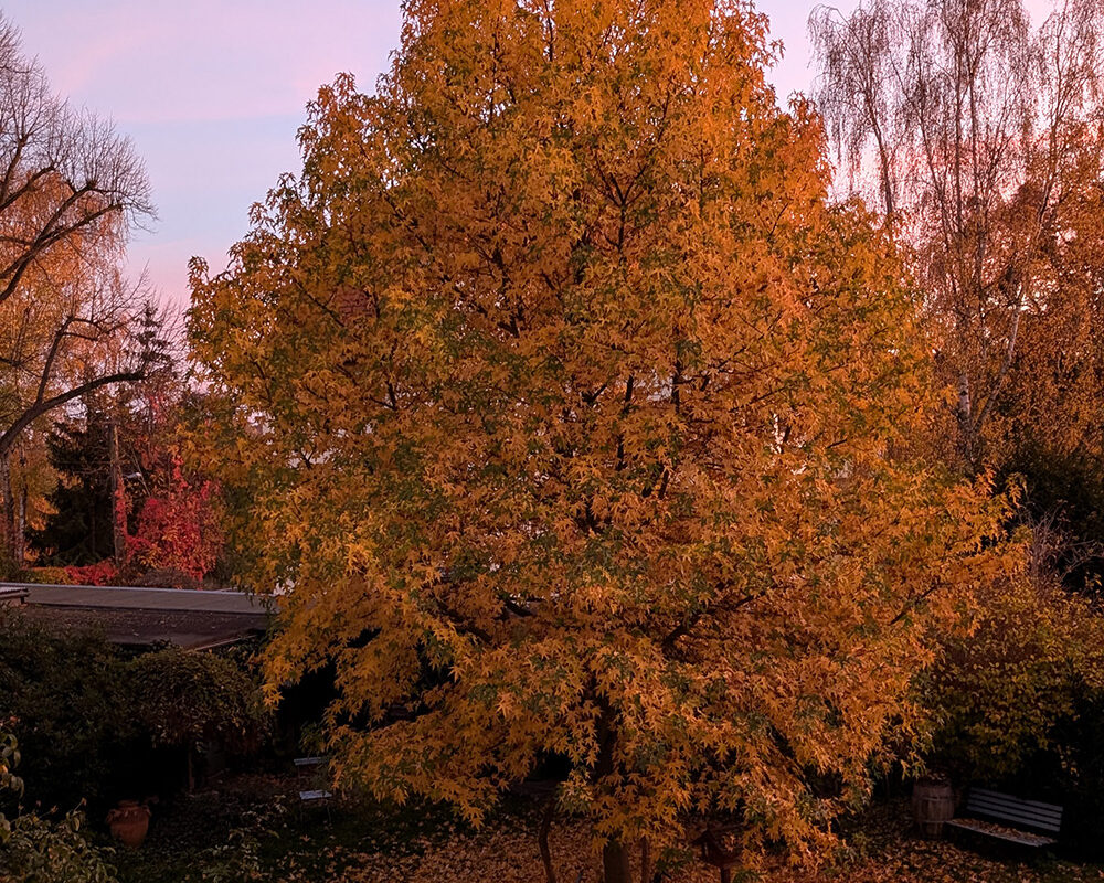 Schöner hoher Baum mit gelb-orangefarbenen Blättern.