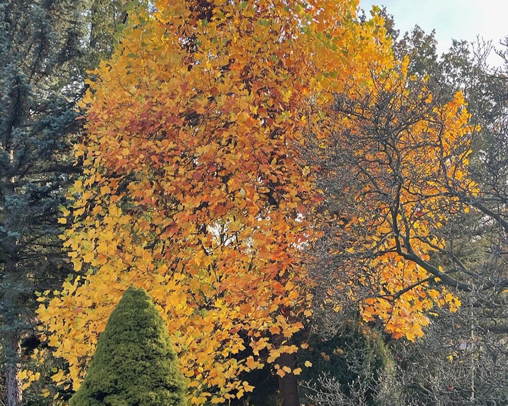 Baum mit leuchtend gelben bis dunkel-orangenen Blättern.