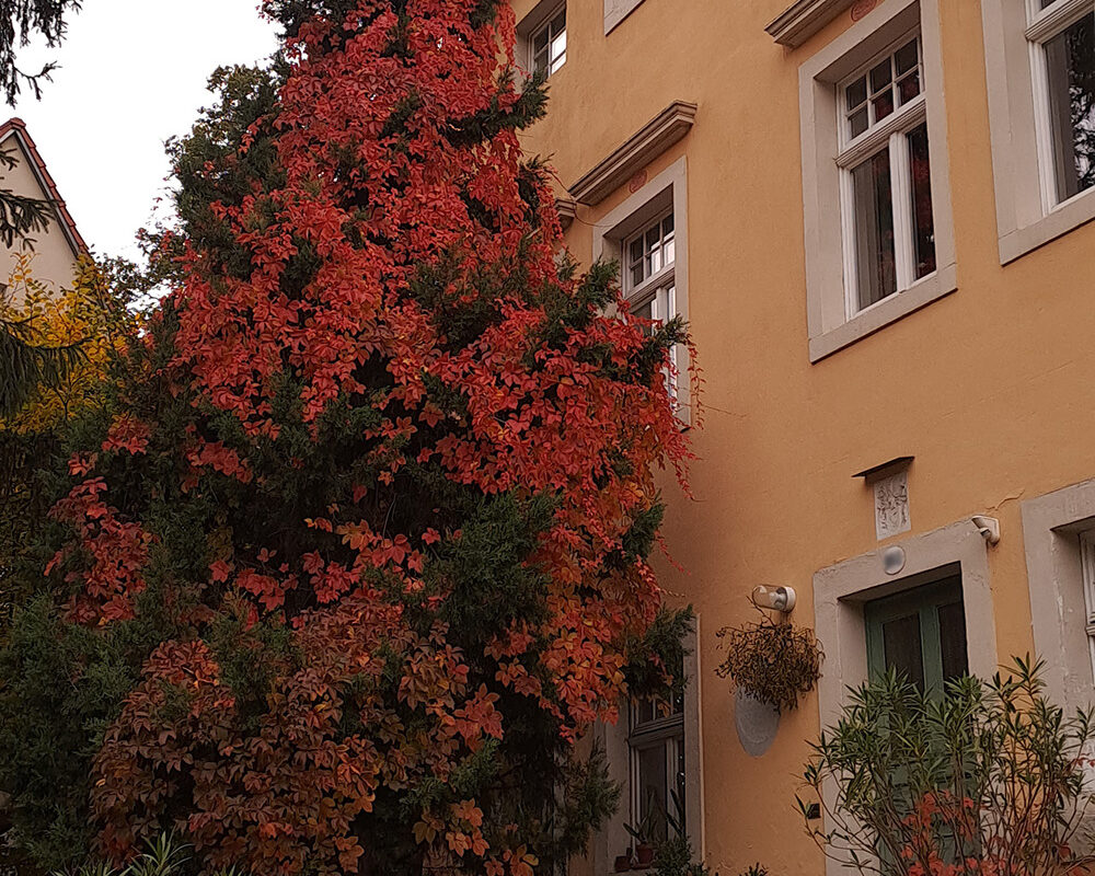 Hoher Baum mit roten Blättern an einem gelben Haus.