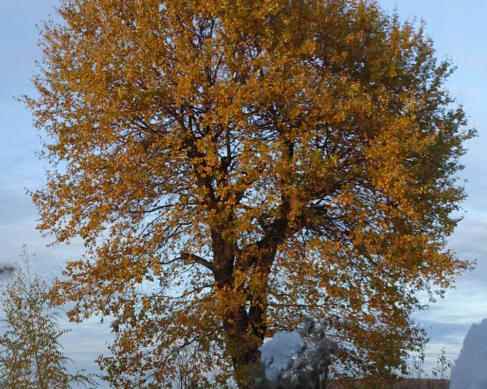 Großer Baum mit gelben Blättern in einem Garten.