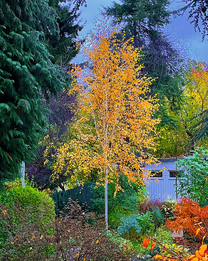 Viele grüne Bäume und Sträucher, in der Mitte ein hoher Baum mit gelben Blättern.