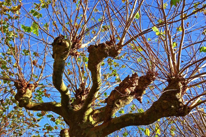 Baum mit vielen dünnen Ästen, die steil nach oben in den Himmel ragen.