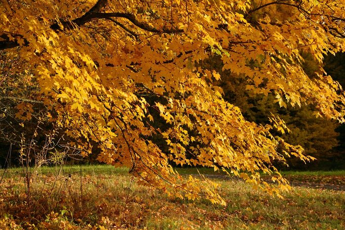 Großer Baum mit gelben Blättern, die auch unten auf dem Rasen liegen.