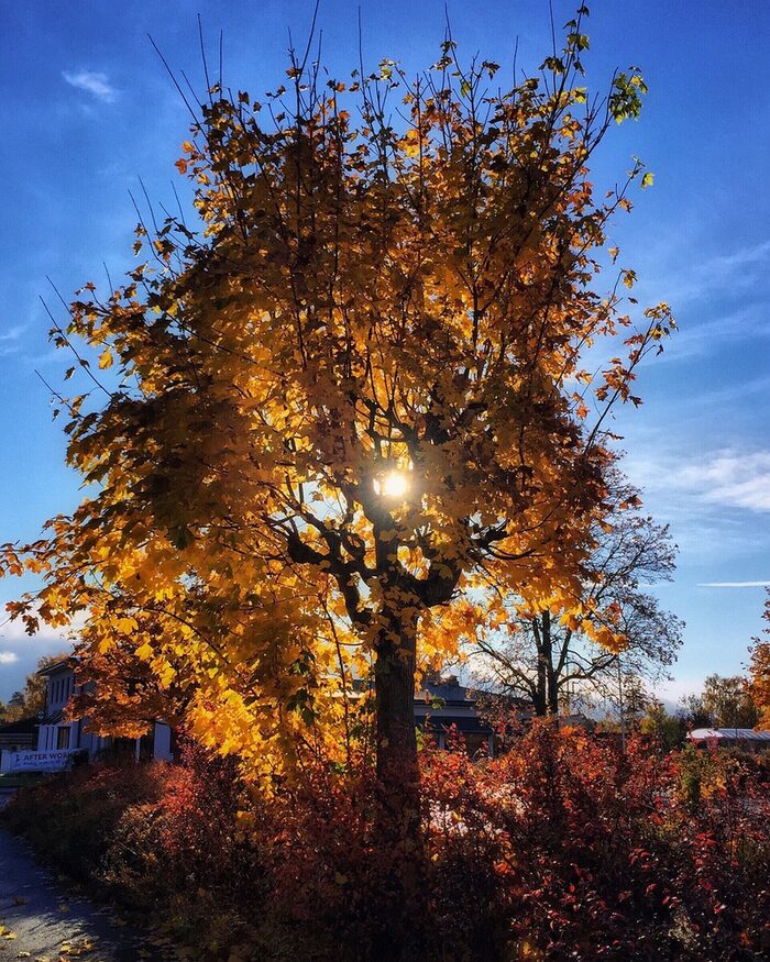 Baum mit gelben Blättern, Sonnenstrahlen durchdringen die Baumkrone.