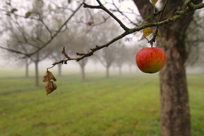 Ein Ast mit einem roten Apfel und einem Blatt, Bäume im Nebel im Hintergrund.