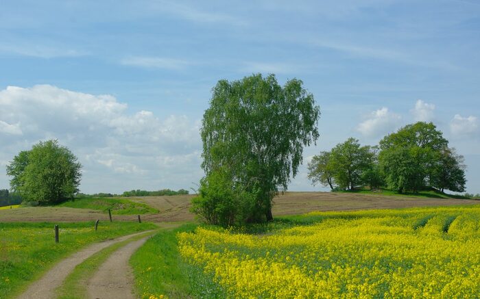 Agrarlandschaft bei Marsdorf mit einem gelb blühenden Feld, einem Feldweg sowie einer Baumgruppe. Im Hintergrund ist eine der typischen gehölzbewachsenen Kleinkuppen.