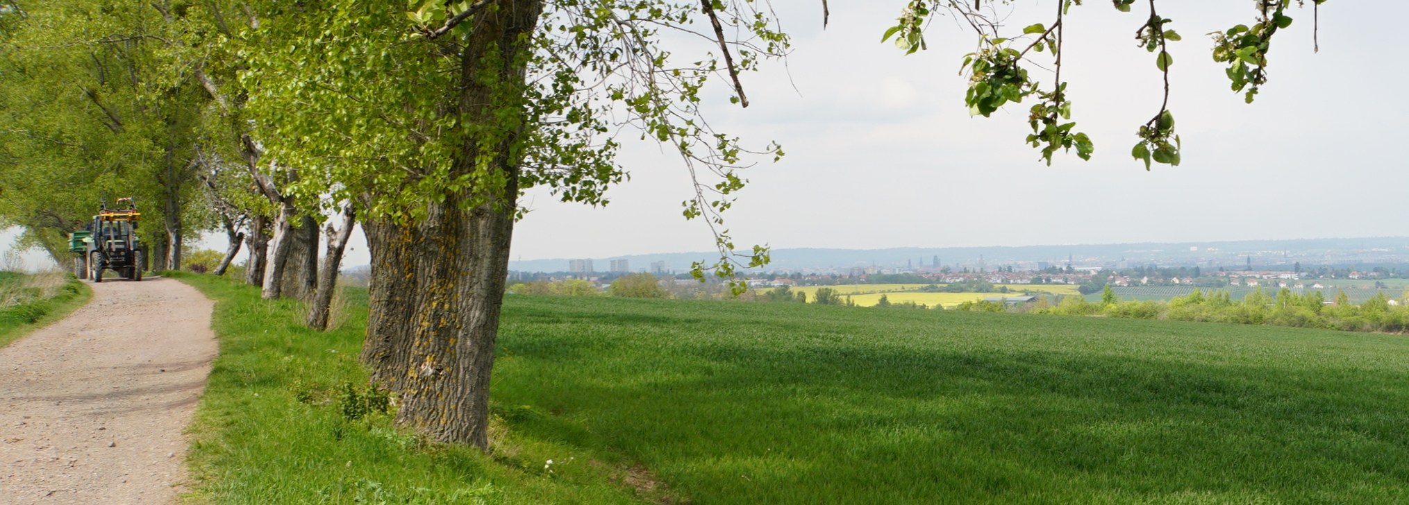 Eine Baumreihe, Felder und Hecken sowie in der Ferne das Stadtgebiet Dresdens. Im Hintergrund sind die Elbhänge zu sehen. Links fährt ein Traktor auf einem Feldweg.
