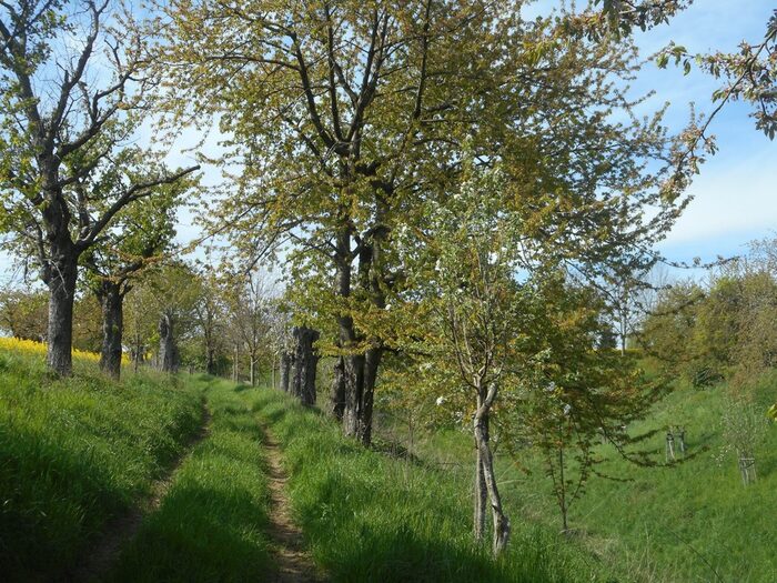 Ein Weg mit Obstbaumreihen links und rechts davon. Im Hintergrund sind weitere Bäume und Gehölze sowie ein Feld.
