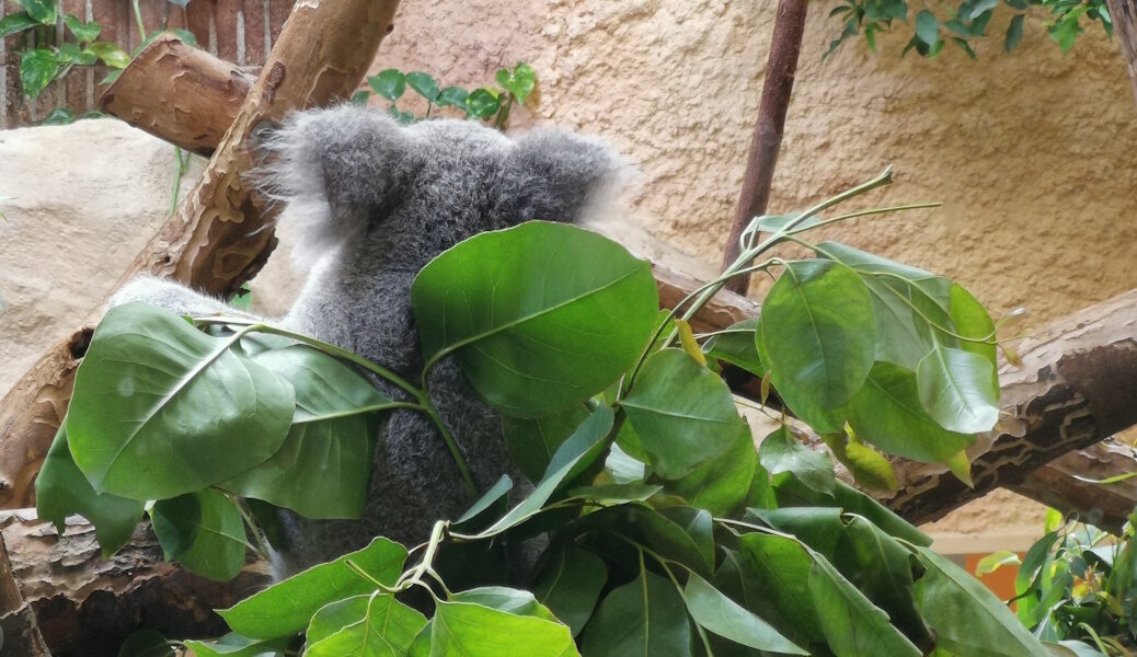 Koala im Dresdner Zoo