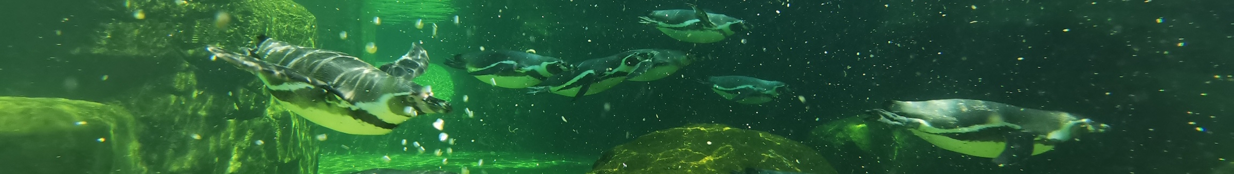Pinguine schwimmen durch ihr Wasserbecken im Zoo Dresden