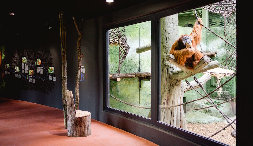 Blick in das Orang Utan Haus im Dresdner Zoo